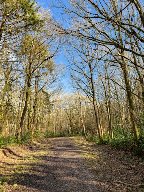 A wide dirt pathway through a wooded area with tall, mostly leafless trees on either side, some with light green foliage and others bare, under a bright blue sky with scattered clouds. Sunlight filters through the branches, casting shadows on the ground. The scene depicts a peaceful forest setting during early spring or late autumn, with no visible vehicles or human activity. This natural environment is suitable for illustrating the journey involved in house removals or home relocation services, such as the transport of furniture and packing materials to or from a property. Man With a Van Barking may use such imagery to emphasize the importance of navigating natural routes and parking considerations in the Barking Abbey area during moving day, while highlighting the scenic aspect of outdoor logistics.