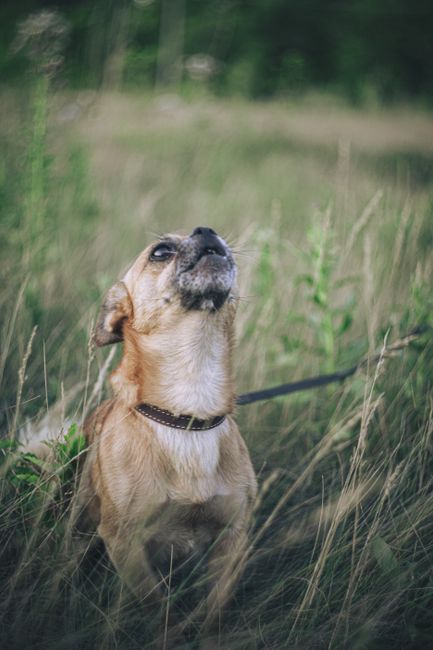 A small dog with a light brown coat and a black collar is sitting in tall, wild grass in an outdoor setting. The dog appears to be looking upward with its head tilted slightly back, captured in a moment of alertness or curiosity. The background features blurred greenery, suggesting a natural environment such as a field or park. The lighting is soft and natural, highlighting the dog's fur and the texture of the grass. This image emphasizes the outdoor aspect typical of house removals or relocation activities, where pets are included during moving processes, reflecting the importance of careful planning for animals during home relocations, which is a service offered by companies like Man With a Van Barking.