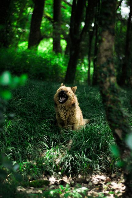 A young wolf or dog with light brown fur sitting on lush green grass within a dense woodland area. The animal appears to be barking or howling, with its mouth open wide and teeth visible. The surrounding environment features tall trees with dark trunks and leafy canopies that filter sunlight, creating a mix of light and shadow across the scene. The forest floor is covered with grass and small plants, and the background extends into more trees, emphasizing a natural, outdoor setting typical for wildlife or nature-themed content related to habitat preservation or outdoor expeditions. This image highlights a close-up view of the animal amidst the dense foliage, suitable for illustrating topics such as wildlife, nature, or outdoor adventure related to animal habitats.