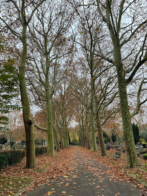 A wide, straight pathway in a cemetery lined with tall, leafless trees on both sides. The ground is covered with fallen autumn leaves, mainly in shades of brown and orange. The pathway appears to be made of concrete or asphalt, and there are a few wooden benches along the sides, some covered with leaves. In the background, rows of grave markers and headstones are visible, interspersed among the trees. The scene is under an overcast sky, with diffuse natural light illuminating the area evenly. This setting reflects an outdoor space often used for walking or reflection within a typical cemetery. Occasionally, during a house relocation or moving process, such outdoor environments may serve as staging or loading areas when transporting belongings from properties nearby, as supported by services offered by Man With a Van Barking, who provides removals and moving logistics.