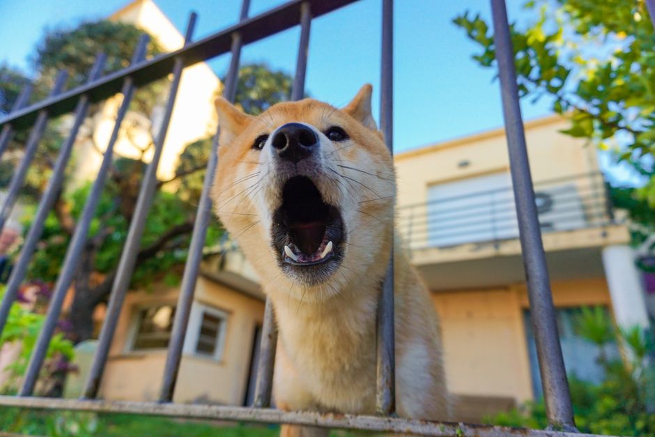 A close-up view of a light brown dog, possibly a Shiba Inu or similar breed, with its mouth open as if barking or calling out, seen through the vertical metal bars of a gate or fence. The dog's head is centered in the image, with its black nose and expressive eyes clearly visible. Behind the fence, there is a modern two-storey house with a balcony, light-colored exterior walls, and a large window, along with lush green trees and shrubs. The sky is blue with some scattered clouds, suggesting daytime. The image captures the moment of a home relocation, highlighting the importance of secure transport and safeguards during moving, with the dog potentially indicating pets' safety considerations when using professional removals services like those offered by Man With a Van Barking.