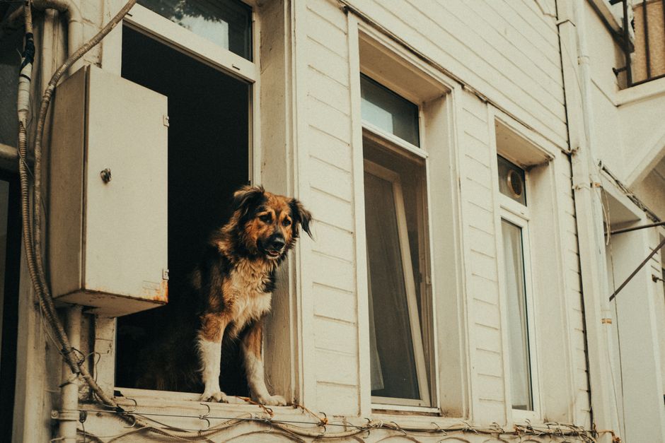 A medium-sized mixed-breed dog with brown, black, and white fur is sitting on a windowsill outside a white wooden building, partially visible behind an open window frame. The building’s exterior features horizontal siding, and adjacent to the open window is a small metal electrical box mounted on the wall with exposed wiring. The windows have white frames, with one window slightly ajar, revealing the interior. The scene is well-lit with natural daylight, and the dog appears alert, looking outwards. This image relates to house removals and relocation services, illustrating the type of careful consideration involved in home moving processes, such as capturing furniture and personal effects, and handling logistics while ensuring safety during a move. Man With a Van Barking, a professional removals company, may employ such imagery to exemplify the detailed packing, loading, and transport phases involved in furniture transport and home relocation.