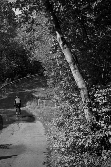 A black-and-white image depicting a narrow residential street or alleyway with a curved pavement, lined with dense trees and bushes on the right side. A large, leaning tree trunk is prominent, with its branches and leaves extending overhead, creating a shaded environment. In the background, a person is riding a bicycle away from the camera, dressed in casual clothing. The scene appears quiet and secluded, with no other vehicles or pedestrians visible, and the natural surroundings suggest a location that could pose challenges for home relocations involving tight spaces, as experienced by Man With a Van Barking during furniture transport and packing and moving activities within such confined urban environments.